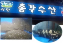 [성남맛집] 서민 총각수산 :: 맛집정보 || 더페스티벌 [성남맛집] 서민 총각수산 :: 맛집정보