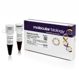 GeneRuler Ready-to-Use DNA Ladders Low Range DNA Ladder | Buy Online | Thermo Scientific™