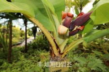 [세계로컬핫뉴스] 강릉솔향수목원 ‘몽키바나나 꽃’ 활짝 펴