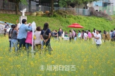 [세계로컬핫뉴스] 안양 박달2동에 유채꽃이 활짝! 20일 마을 축제 개최