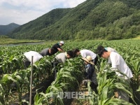 [세계로컬핫뉴스] 금오공대 학생들, 충북 괴산서 생산적 일자리 봉사로 구슬땀
