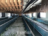 [세계로컬핫뉴스]삼백의 고장 상주, 누에고치 생산에 박차!