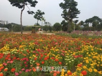 [세계로컬핫뉴스] 여주 금은모래강변공원 , ‘야생초화원 가을들꽃 활짝’