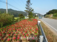 [세계로컬핫뉴스]상주시 중동면, 추석맞이 환경정비에 총력