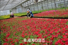 [세계로컬핫뉴스] “광주의 추석, 가을꽃으로 물들인다” - 시 농업기술센터, 가로화단 조성용 가을꽃 공급