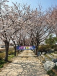 [세계로컬핫뉴스] 시흥시, 갯골생태공원·옥구공원 벚꽃길 출입통제