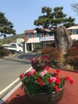 [세계로컬핫뉴스] 덕곡면, 새봄맞이 봄꽃 식재