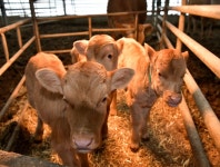 [세계로컬핫뉴스] 장수군, 한우 송아지 세쌍둥이 출산! ＂한우농가의 길조＂
