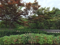 [세계로컬핫뉴스] 추억의 ‘봉선화 물들이기’ 함께해요!