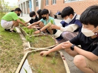 다산가람초, 전통 모내기 체험으로 삶을 배워요 다산가람초,  전통 모내기 체험으로 삶을 배워요
