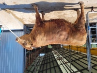 경북축산기술연구소, 슈퍼한우(1.1톤) 생산 쾌거!!