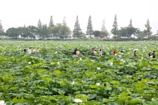 제25회 무안연꽃축제 성황리 폐막