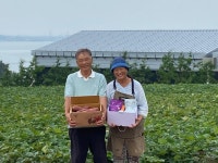 전남도, 9월 친환경농산물에 고구마