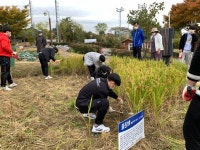 부평구, 오는 22일 갈산근린공원서 갈월샘텃밭 벼베기 체험행사 진행 부평구, 오는 22일 갈산근린공원서  갈월샘텃밭 벼베기 체험행사 진행