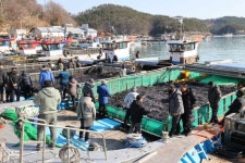 청정해역 고흥군, 2023년산 물김 본격 생산