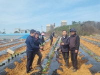 고창군농업기술센터 복분자 안정생산을 위한 현장지도 실시