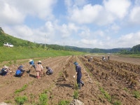 합천군 쌍백면사무소 및 건설과 직원 일동, 농촌일손돕기 실시