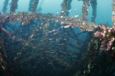 경상남도, 수산자원 회복사업으로 바다생태계 살린다!