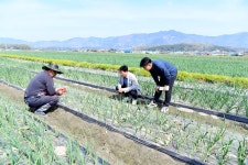 장수군,최훈식 군수, 산서면 양파 농가 찾아 생육상태 점검
