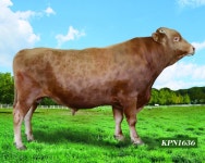 국가 보증씨수소 ‘충남한우-3호’ 배출