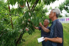 경북도 육성 복숭아 ‘홍백, 금황’ 현장평가회 개최