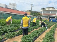파주 월롱면 실버경찰대, ‘고구마 재배로’사랑을 심고