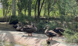 흰뺨검둥오리 구조치료 완료, 세종호수공원에 방생