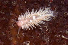 New species of animals discovered in 2016 include beaked whales, fish that breathe AIR and peacock spiders that can dance