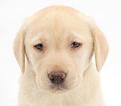 Pet dogs suffer from winter blues with exactly the same symptoms as their owners experts believe | The Irish Sun Dogs suffer from... 