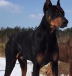 Kennel boss and his wife caught on camera having threesome with Doberman called Demon after cops raid home searching for guns... 