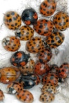 What are Harlequin ladybirds, do they have STIs, where have they come from and what do they look like? | The Irish Sun What are... 