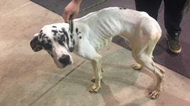 Dog trainer shoots himself dead after being arrested for abusing pets including 16 emaciated dogs kept in crates | The Sun Dog... 