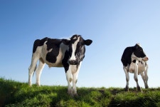 Michael Jackson hatched crackpot plan to adopt ALL British cattle infected with mad cow disease and keep them in a Neverland... 