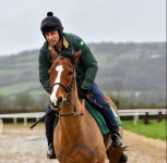 Faugheen The Machine is back in full working order says work rider John Codd as the legend heads back to Cheltenham | The Irish... 