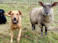 Adorable ewe thinks she’s a dog like her pals and refuses to live with other sheep – The Scottish Sun | The Scottish Sun... 