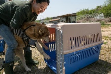 Dogs destined to be EATEN in South Korea are finally saved after months in cages as coronavirus delayed their rescue | The Irish... 