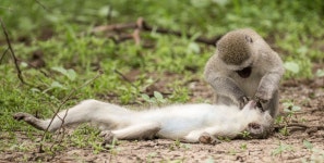 but it’s just a grooming ritual | The Irish Sun Monkey appears to give CPR to stricken female - but it’s just grooming ritual
