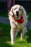 Therapy dog Cassie is crowned The Sun on Sunday’s Ruffts Awards winner | The Sun Therapy dog Cassie is crowned The Sun on... 