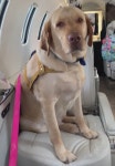 Bruno Guimaraes flies his beloved pet Labradors Mel and Ragnar over to Newcastle on private jet | The Sun Bruno Guimaraes flies... 