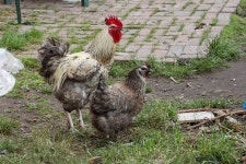 Gobby cockerel crowing at 4am in a city every day is driving locals bonkers | The Irish Sun Gobby cockerel crowing at 4am in a... 