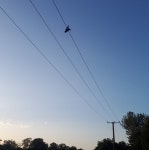 Man left with serious burns after using rod to recover drone tangled in electric wires in Dublin | The Irish Sun Man left with... 