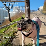 주식회사 도그메이트 | 더팀스 주식회사 도그메이트 by THE TEAMS