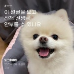 주식회사 도그메이트 | 더팀스 주식회사 도그메이트 by THE TEAMS