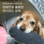 주식회사 도그메이트 | 더팀스 주식회사 도그메이트 by THE TEAMS