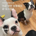 주식회사 도그메이트 | 더팀스 주식회사 도그메이트 by THE TEAMS