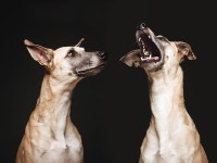 dogs | Colossal | Page 5 dogs