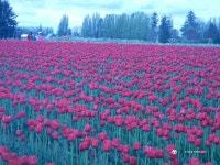 2254.50 과 함께 꽃구경 갔습니다. - Omega - TIMEFORUM