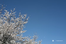 16610 - Rolex - TIMEFORUM