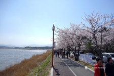 벚꽃놀이 다녀왔습니다~(경포) - TAG Heuer - TIMEFORUM