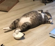 투데이스피피시 - 스마트폰 커뮤니티 배부른 고양이 | 투데이스피피시